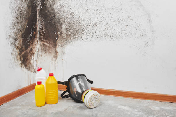 Best Mold Remediation for Specific Building Types in Sullivan, IL