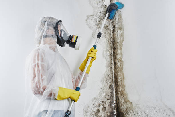 Best Residential Mold Remediation in Sullivan, IL