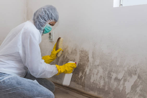 Best Localized Mold Remediation (e.g., coastal areas, humid climates) in Sullivan, IL