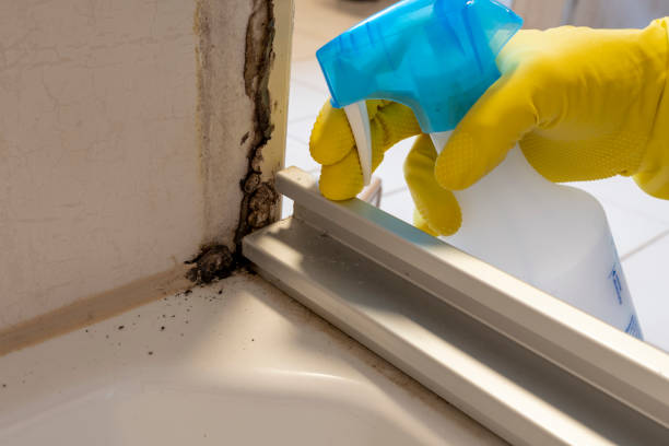 Best Crawl Space Mold Remediation in Sullivan, IL
