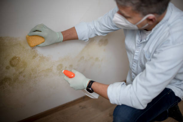Best Bathroom Mold Remediation in Sullivan, IL