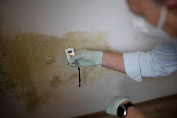 Best Emergency Mold Remediation in Sullivan, IL