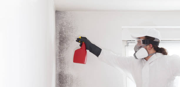 Best Mold Testing and Inspection Services in Sullivan, IL