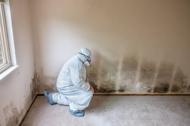 Best Health and Safety Mold Remediation in Sullivan, IL