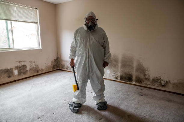 Best Basement Mold Remediation in Sullivan, IL