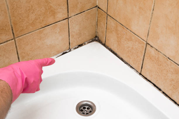 Best Localized Mold Remediation (e.g., coastal areas, humid climates) in Sullivan, IL