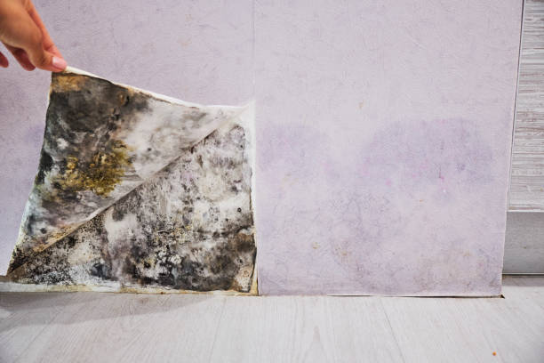 Sullivan, IL Mold Remediation Company